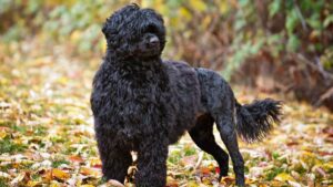 Portuguese Water Dog