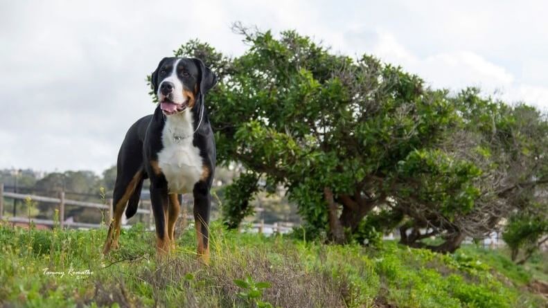 Greater Swiss Mountain Dog standing outside in the nature