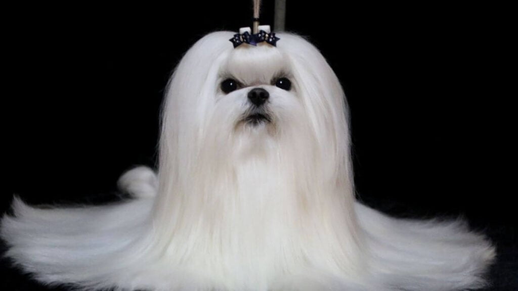 Maltese