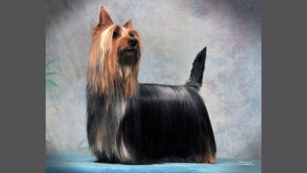 Judging the Silky Terrier
