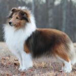 Shetland Sheepdog