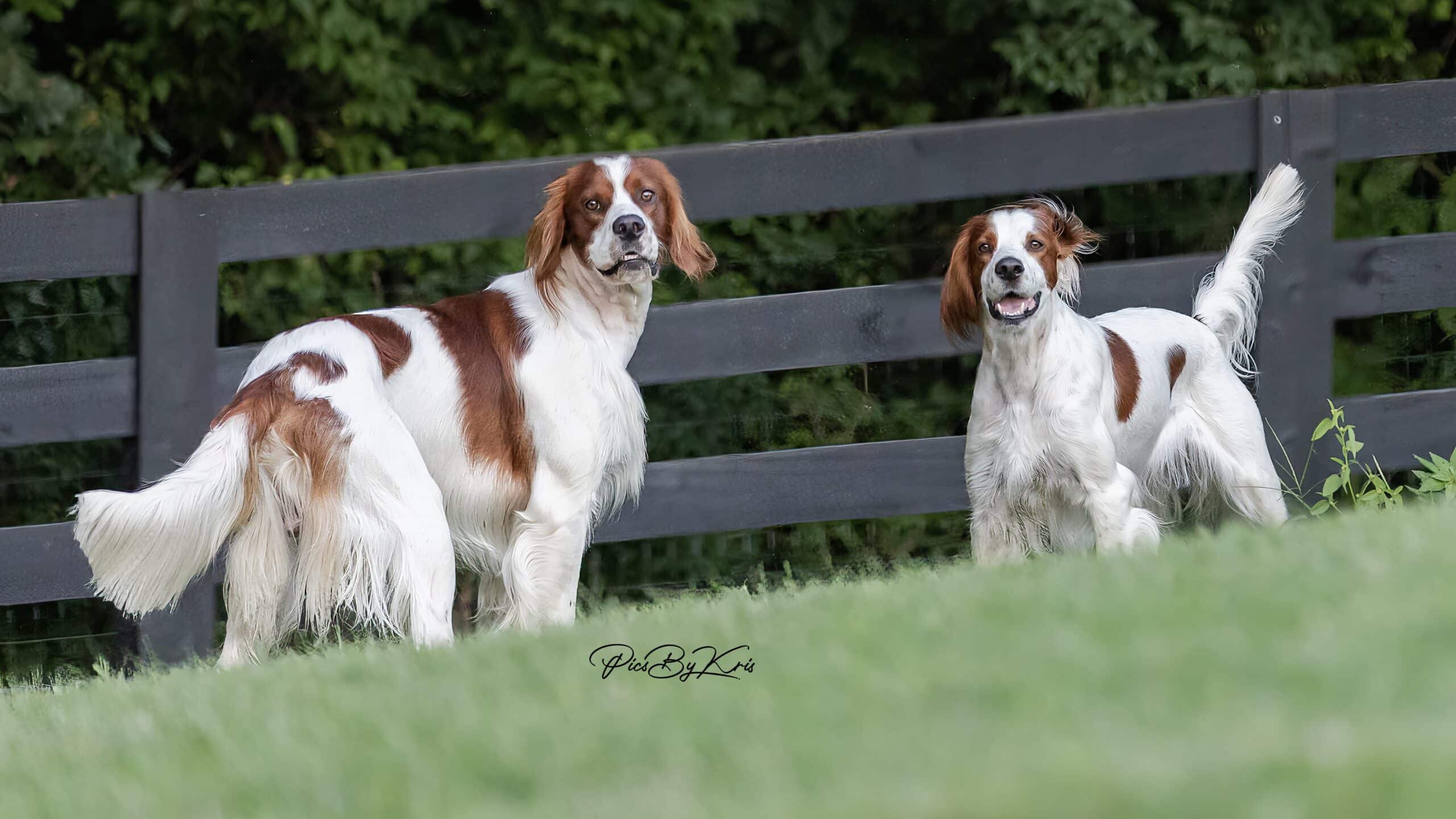 Irish red white clearance setter