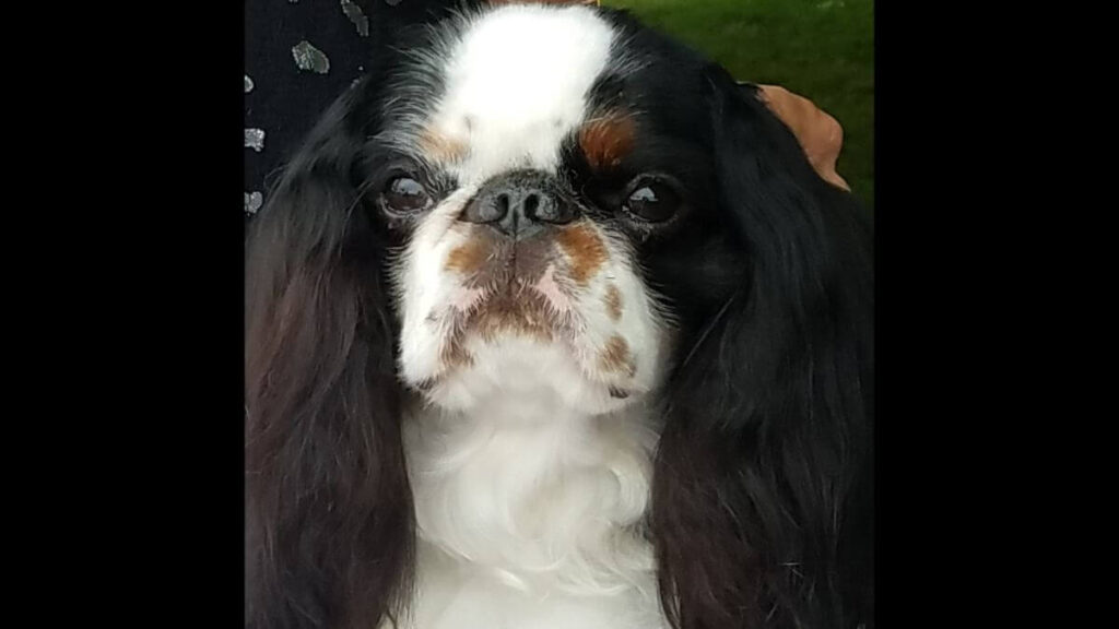 English Toy Spaniel