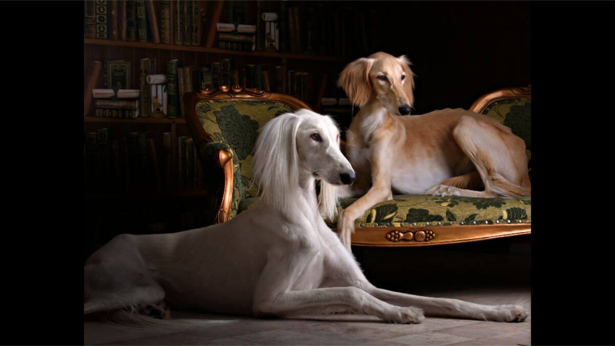 Saluki