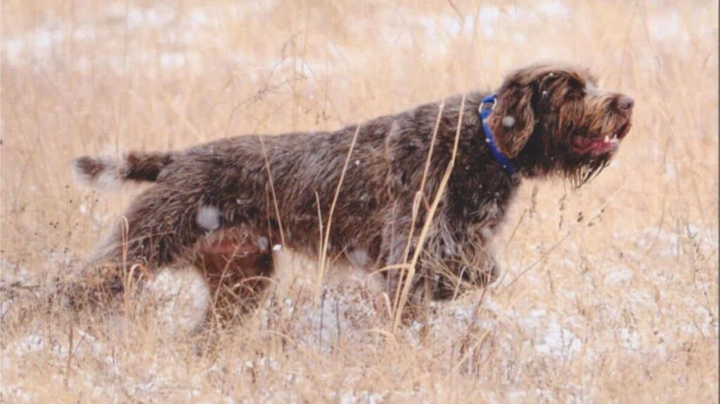 Wirehaired Pointing Griffon