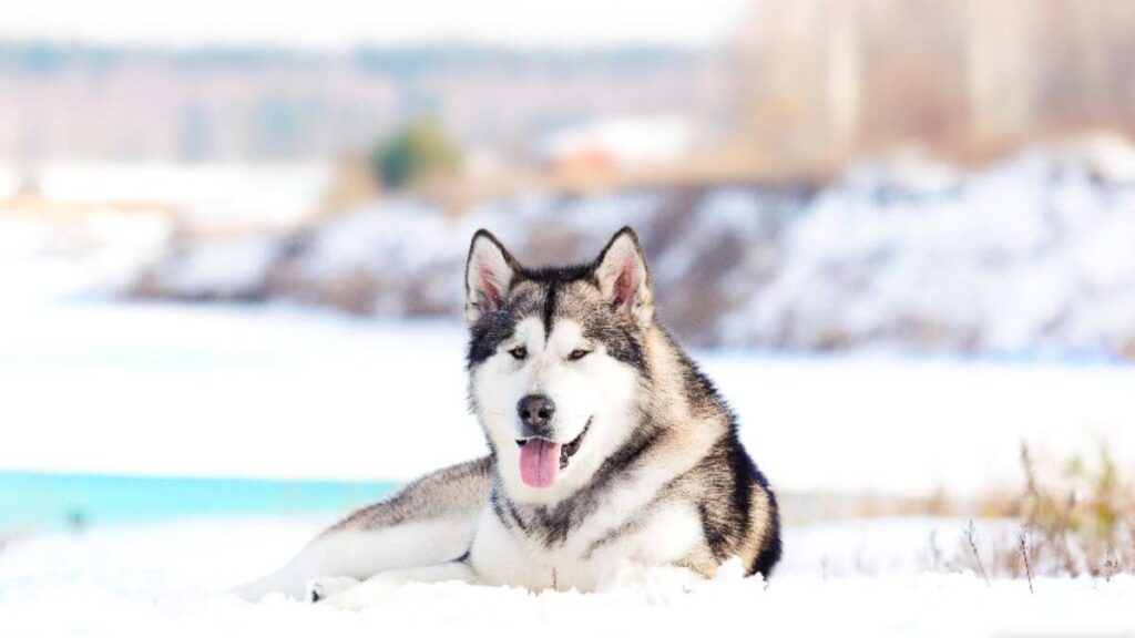 Alaskan Malamute