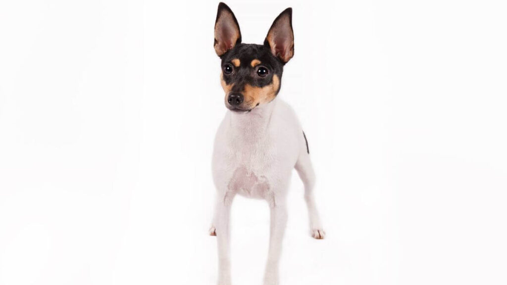 Toy Fox Terrier