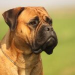 Bullmastiff