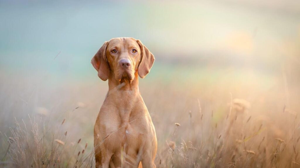 Vizsla