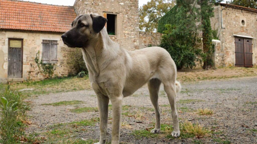 Anatolian Shepherd