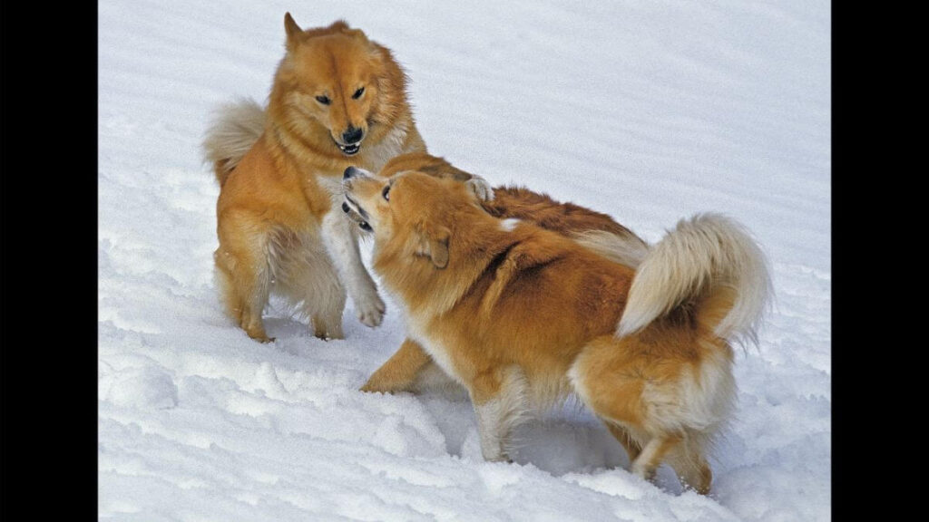 Icelandic Sheepdog