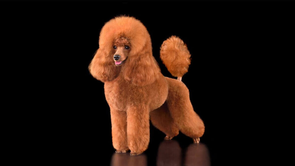 Poodle
