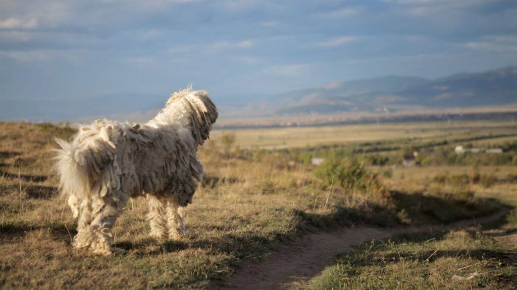 Komondor