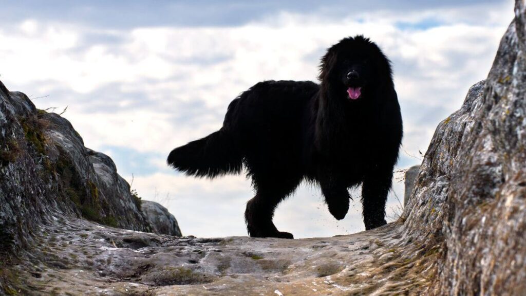 Newfoundland