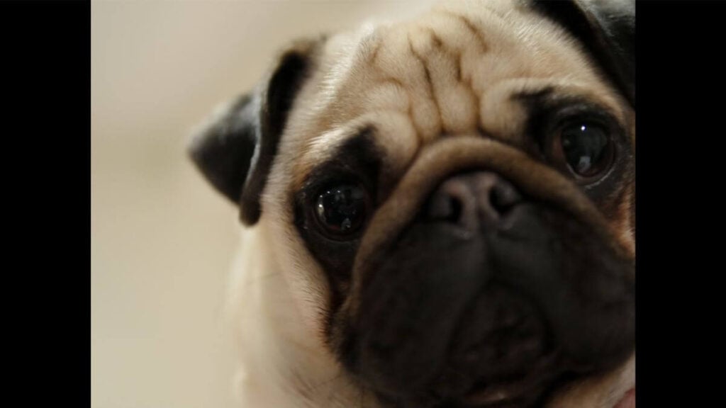 Pug