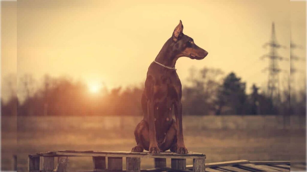 Doberman Pinscher