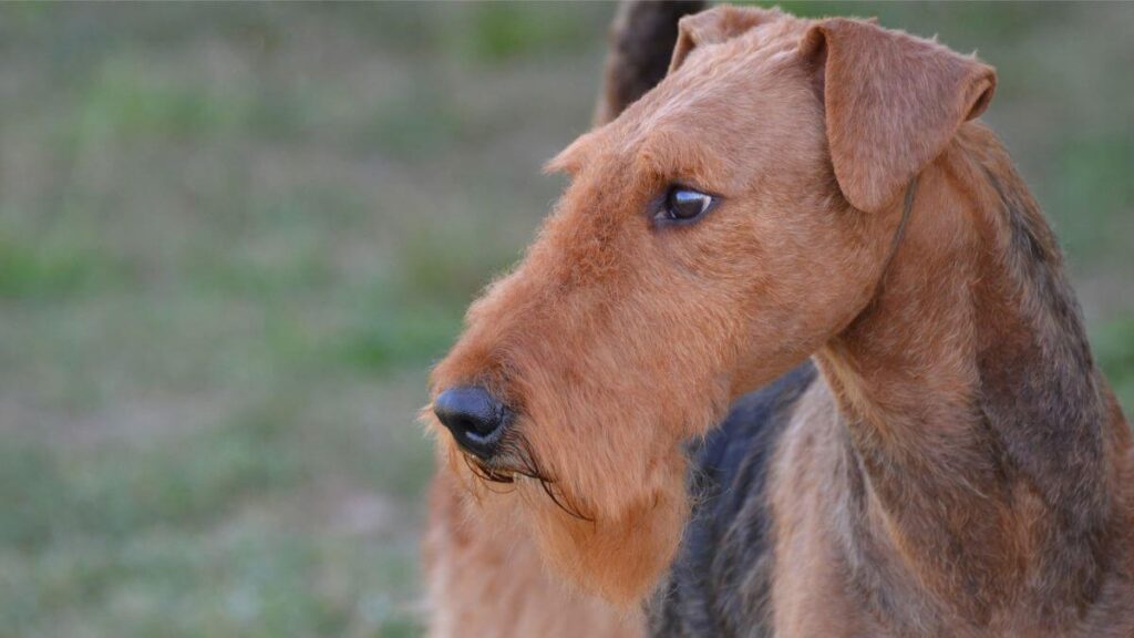 Airedale Terrier