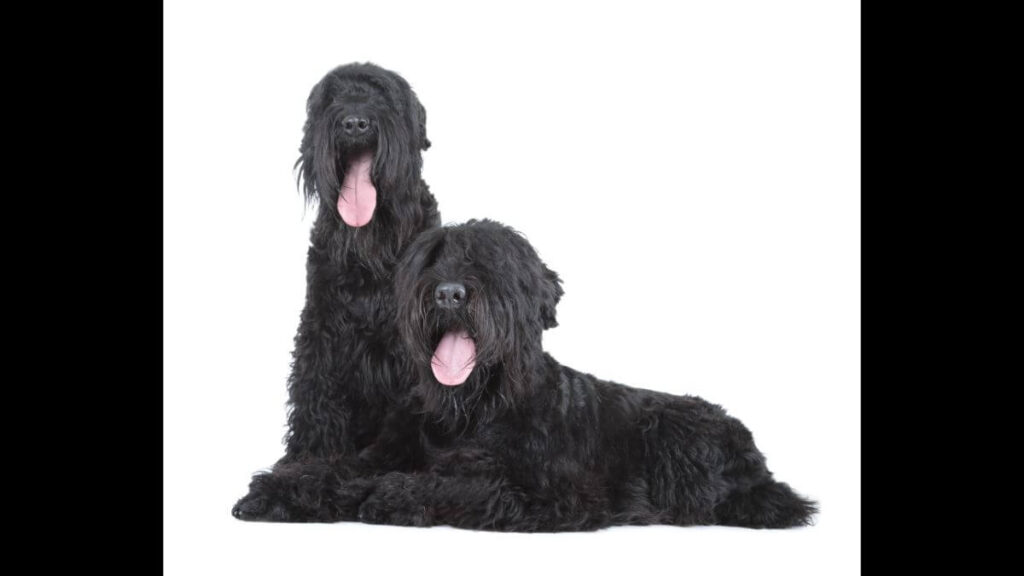 Black Russian Terrier