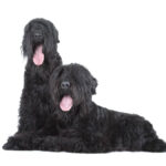 Black Russian Terrier