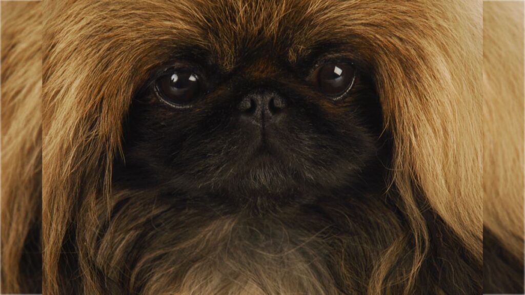 Pekingese
