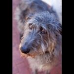 Scottish Deerhound