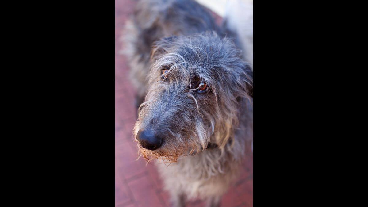 Scottish Deerhound