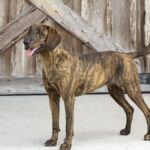 Plott Hound