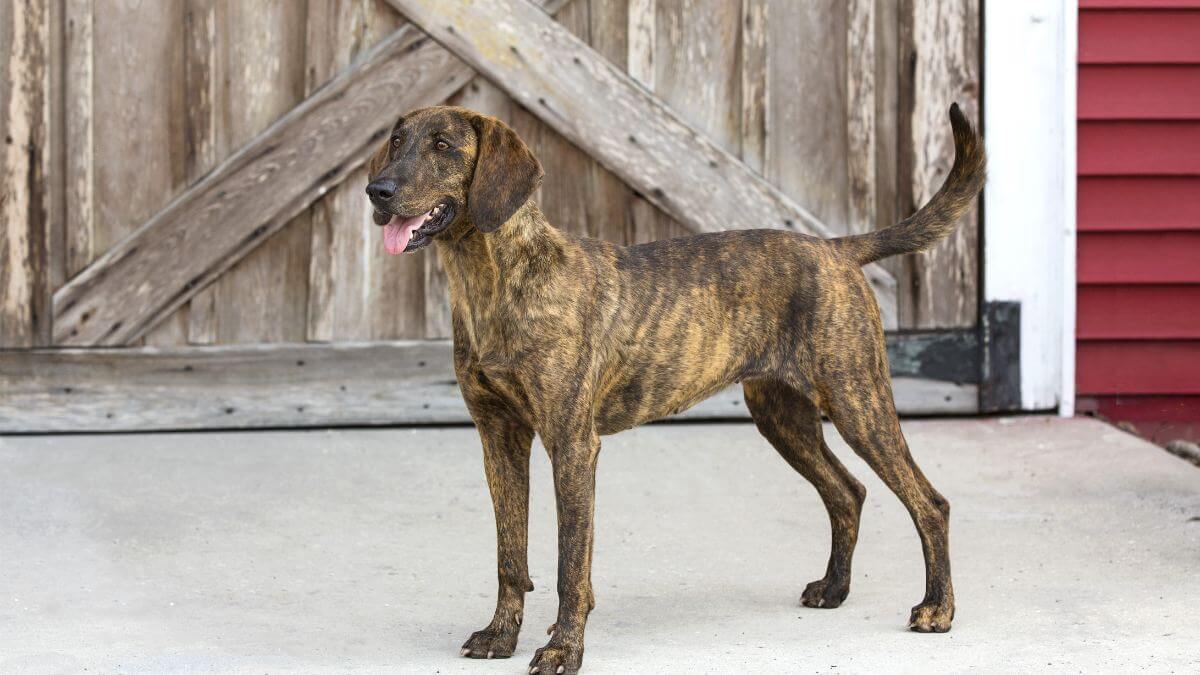 Plott Hound