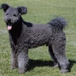 Pumi