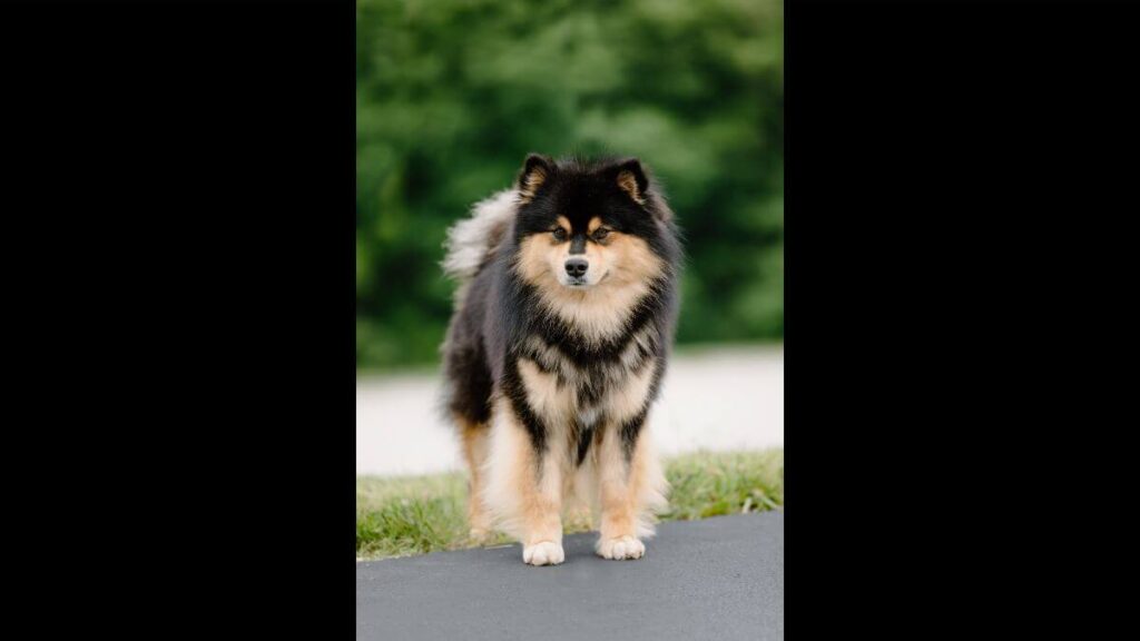 Finnish Lapphund