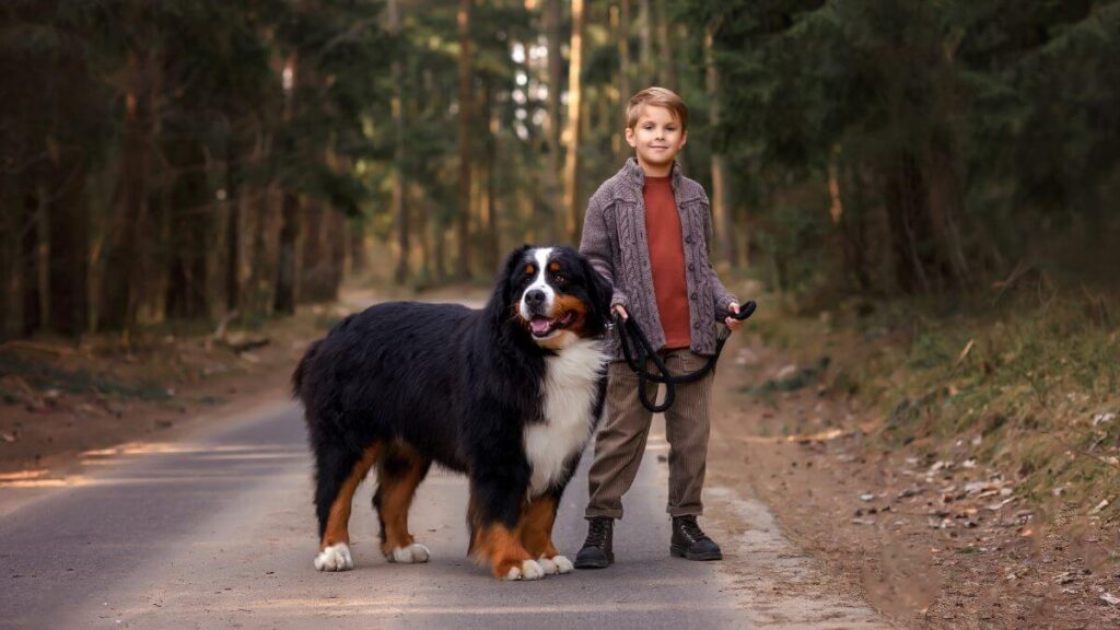 Bernese Mountain Dog
