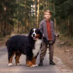 Bernese Mountain Dog