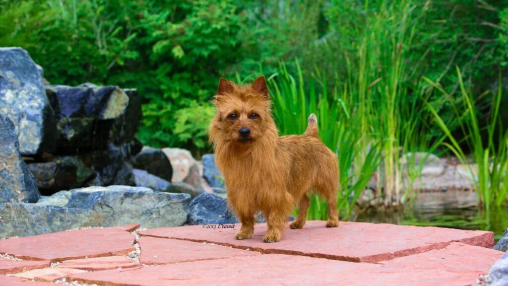 Australian Terrier
