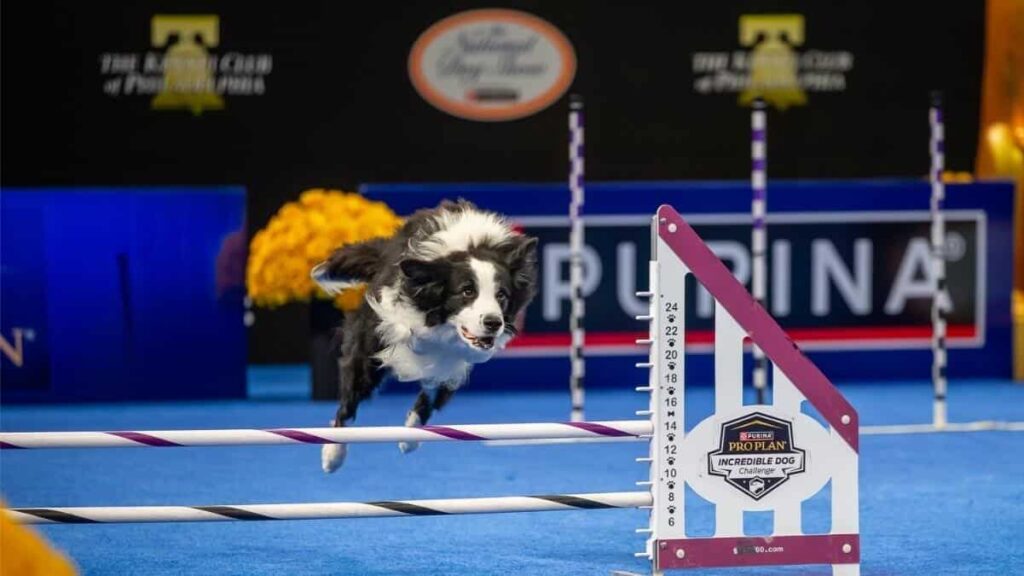 Agility Dog - photo by Steve Donahue