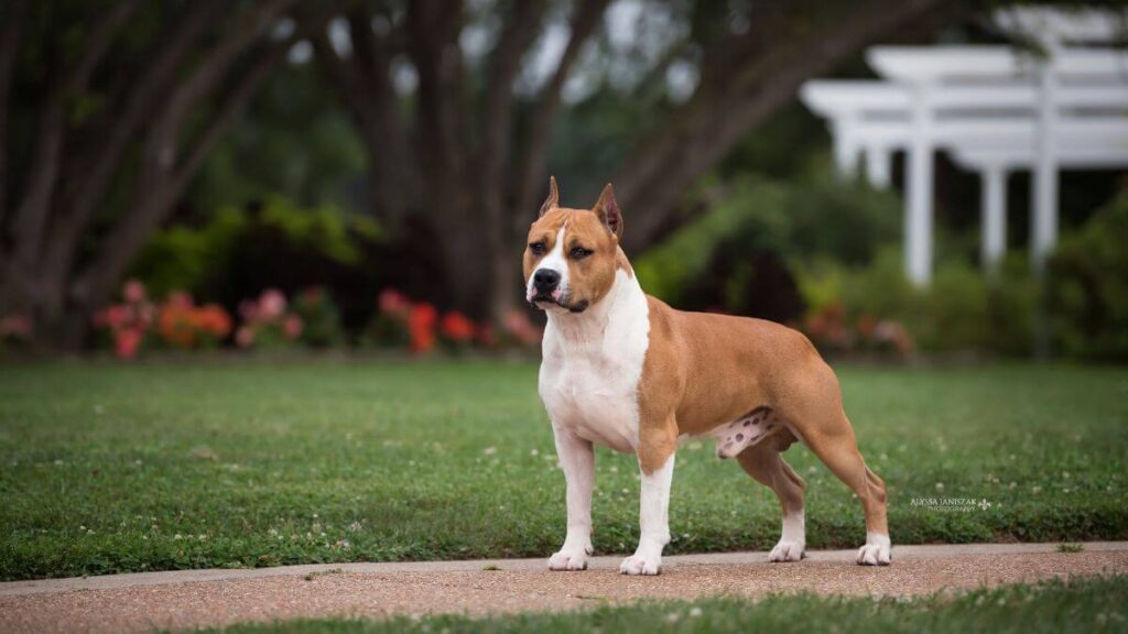 American-Staffordshire-Terrier