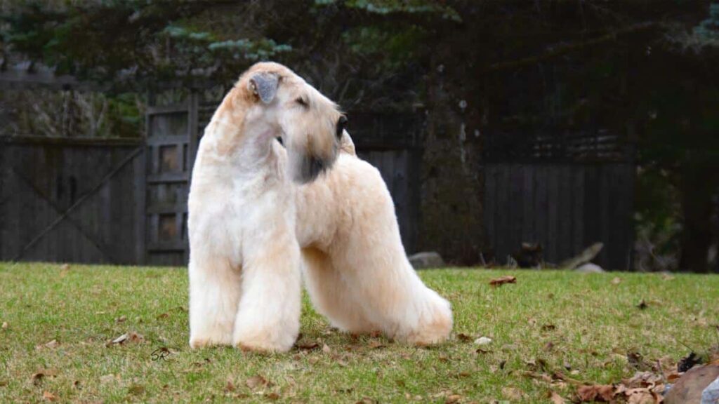 Soft Coated Wheaten Terrier
