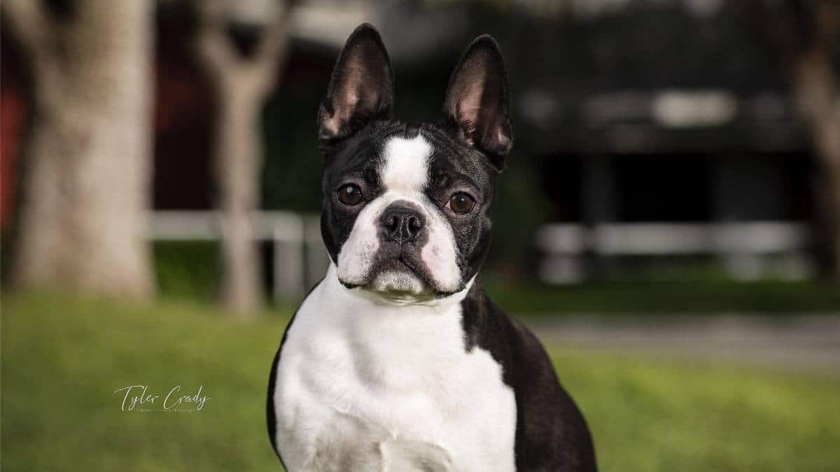 Boston Terrier