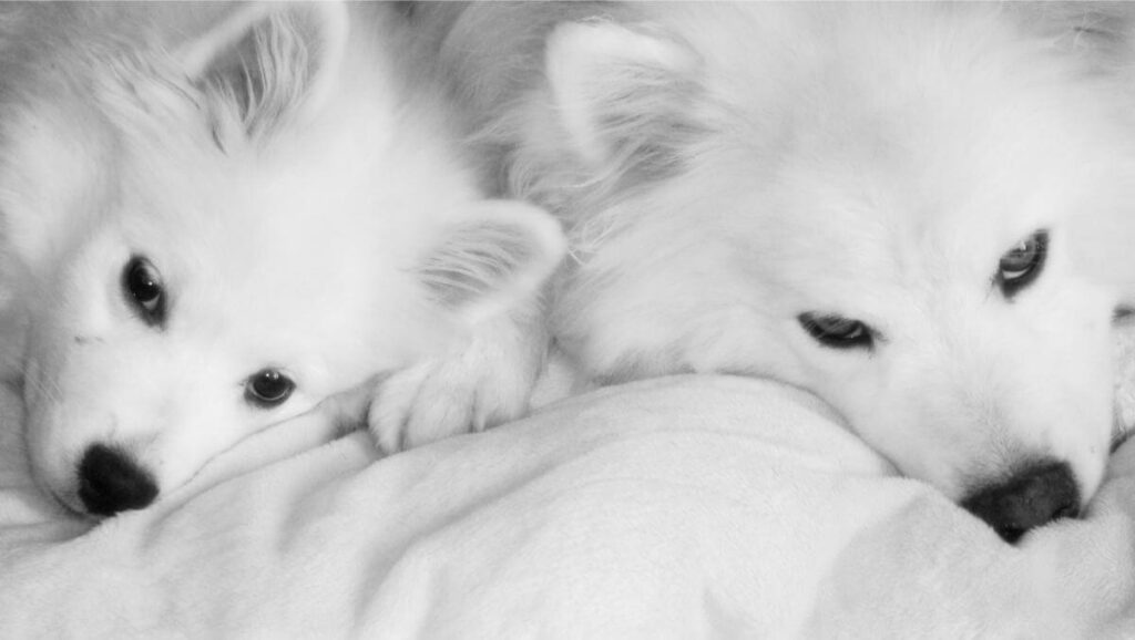American Eskimo Dog