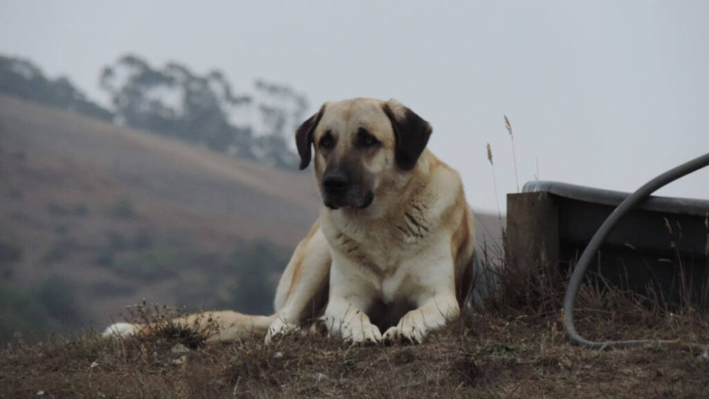 Anatolian Shepherd Dog