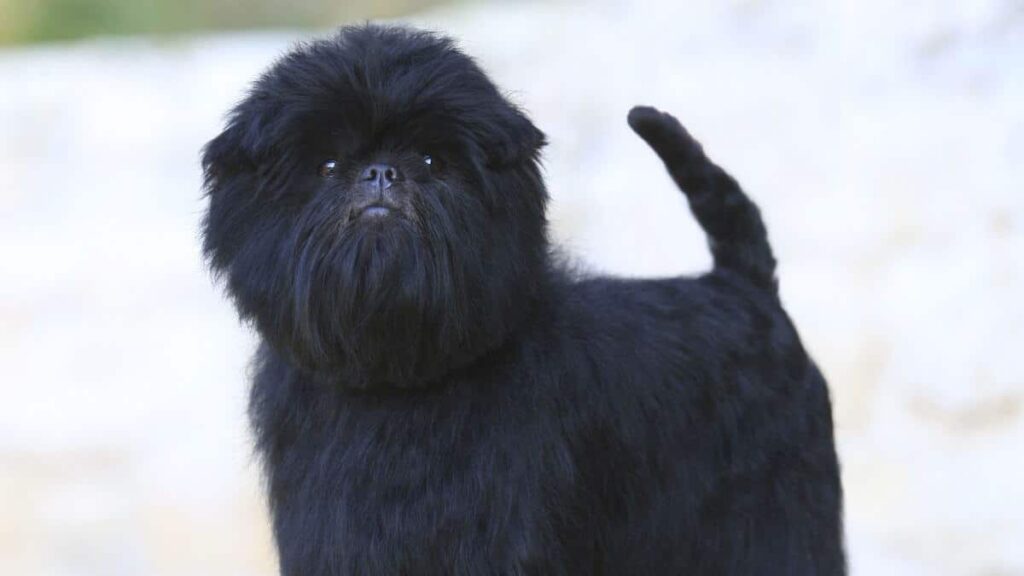 Affenpinscher