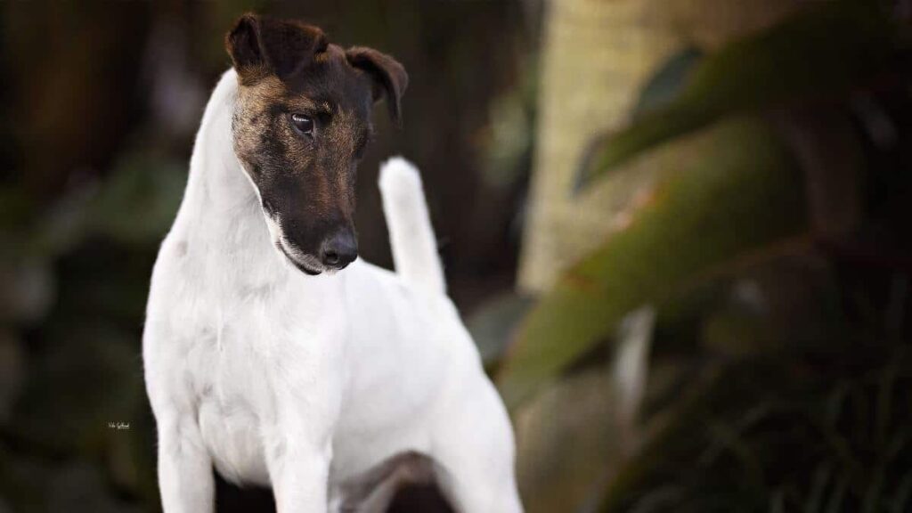 Smooth Fox Terrier
