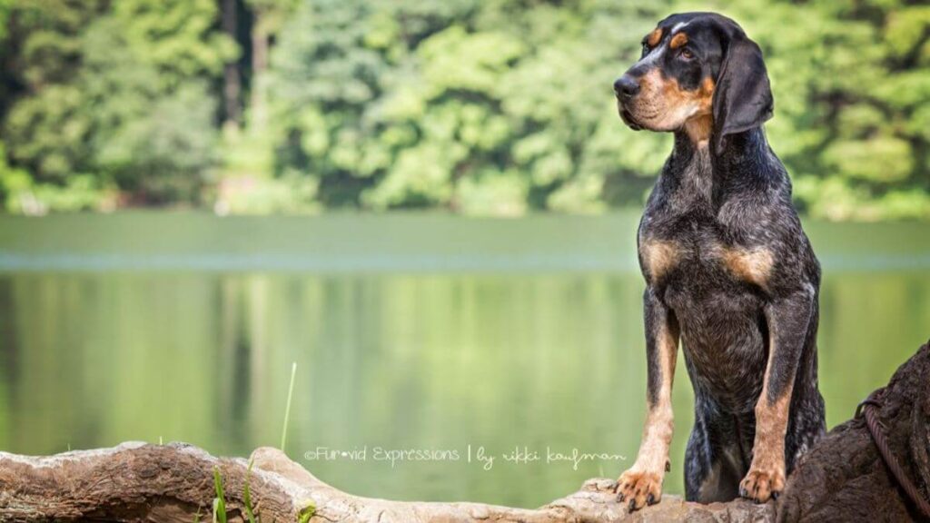 Bluetick Coonhound