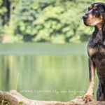 Bluetick Coonhound