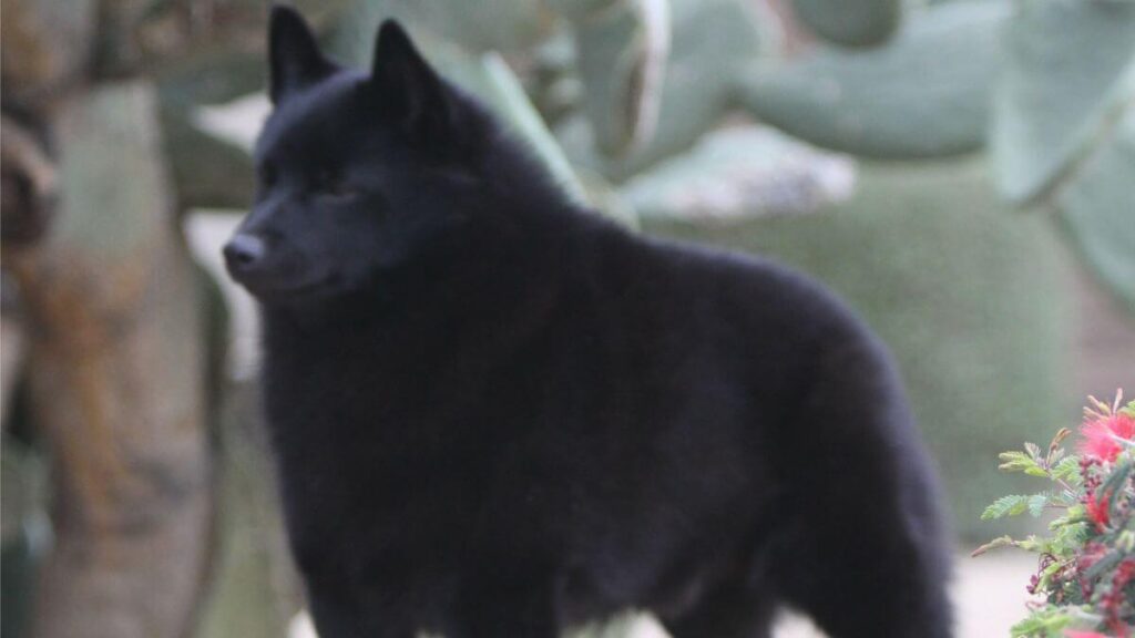 Schipperke