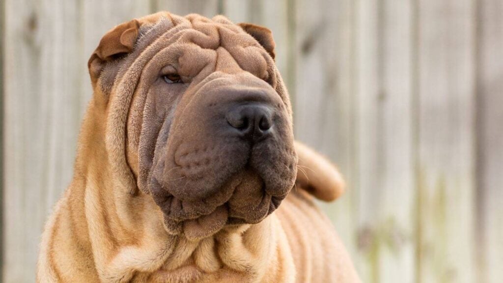 Chinese Shar-pei