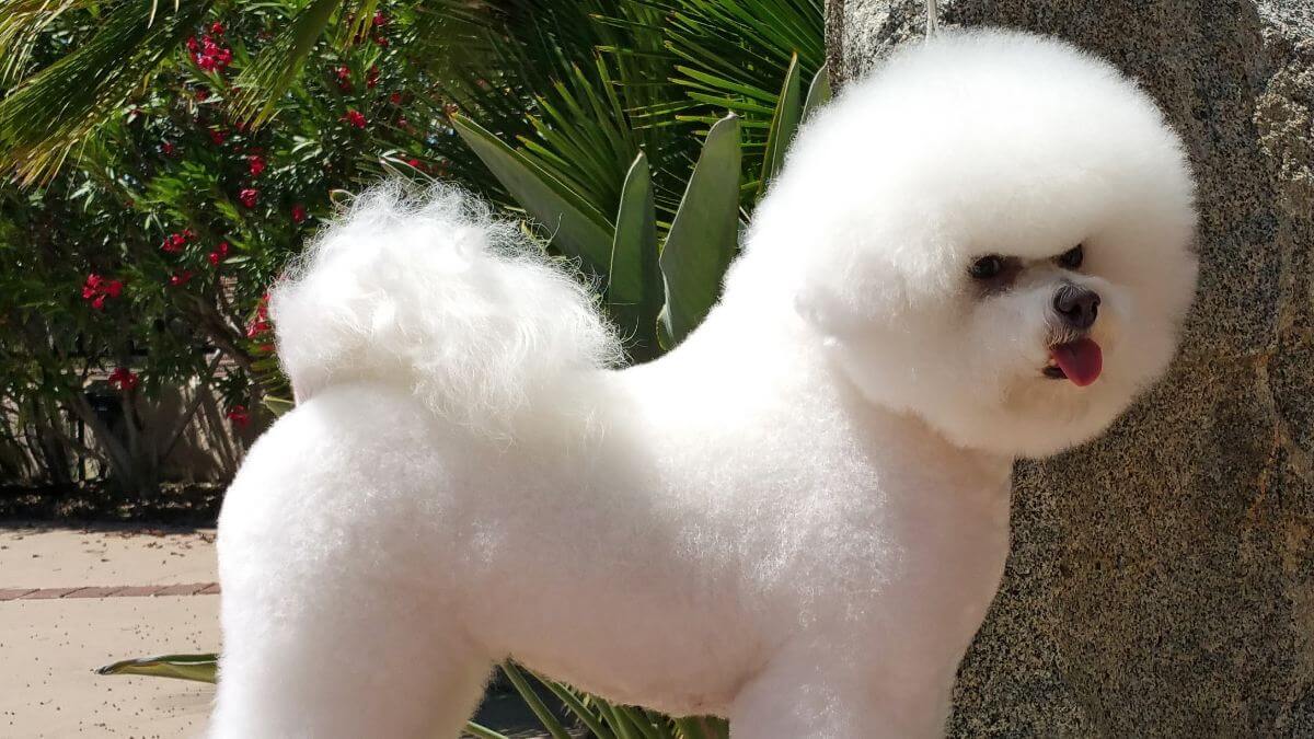 Bichon Frise