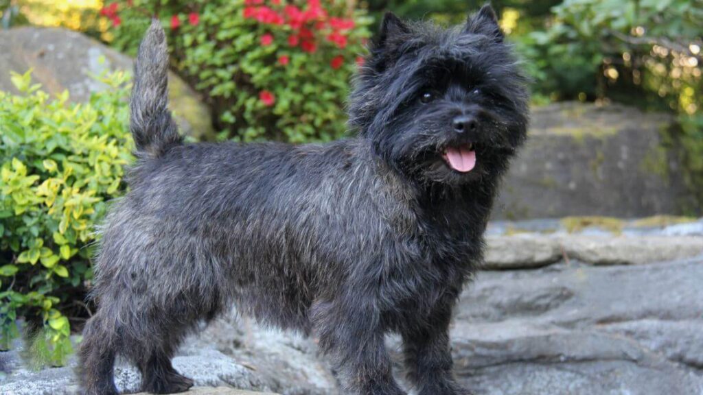 Cairn Terrier