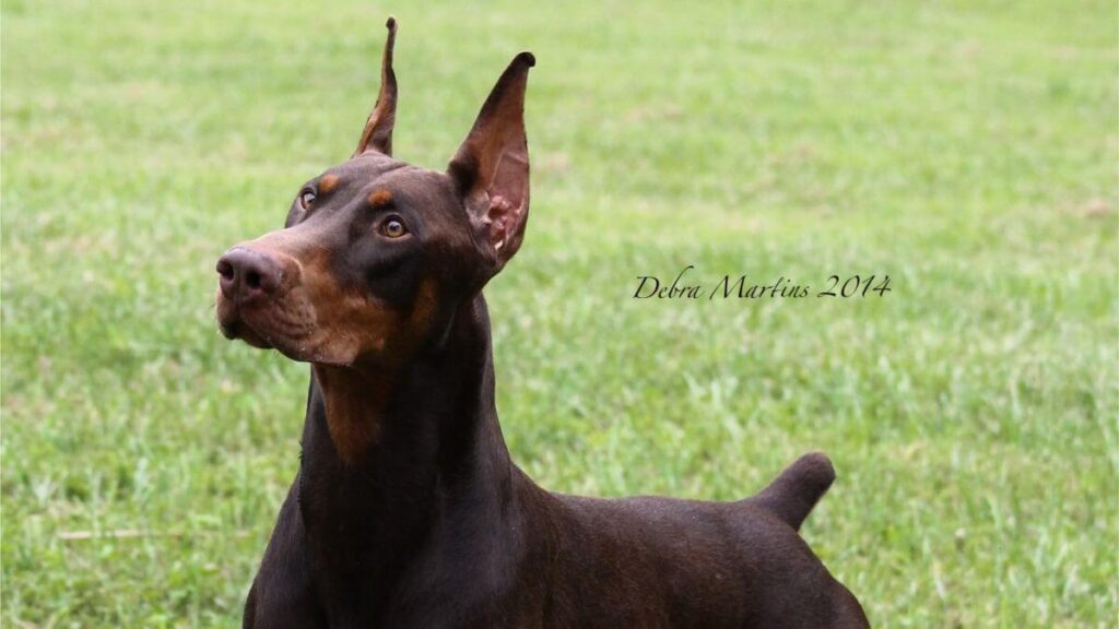 Doberman Pinscher