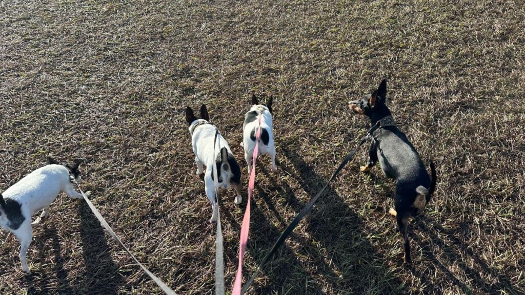 Toy Terriers