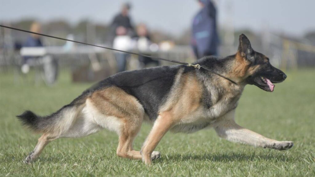 German Shepherd